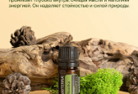 Почему эфирное масло кипариса нутканского такое редкое и ценное?