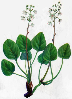 WINTERGREEN DōTERRA ESSENTIAL OIL /  Грушанка, Гаультерия Дотерра (Gaultheria procumbens) эфирное масло 5 мл